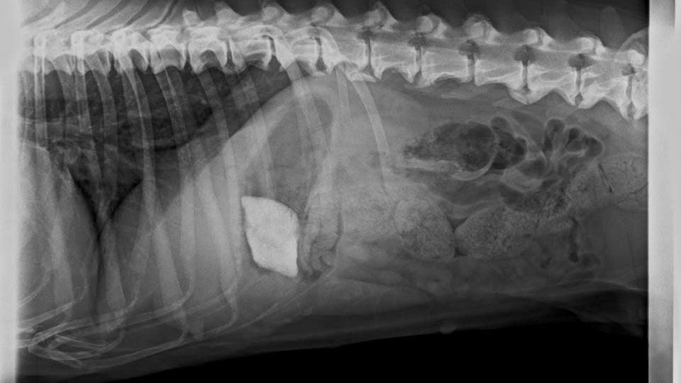 Röntgenbild Kleintierpraxis Dr. Helga Sieslack