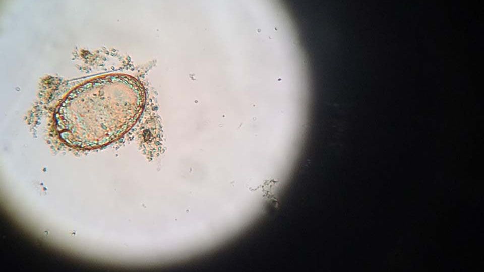 Mikroskopie Kleintierpraxis Dr. Helga Sieslack