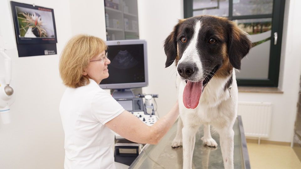 Dr Med Vet Helga Sieslack Tierärztin